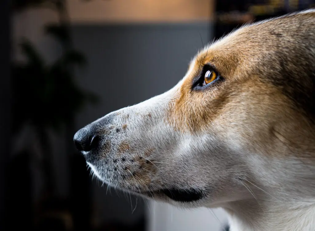 Tan and white dog gazing thoughtfully in soft natural light with blurred peaceful background.