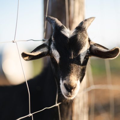 Curious black and white goat by a farm fence in warm natural light.