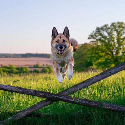 Energetic dog jumping in a sunlit green field with golden light and rustic countryside charm.